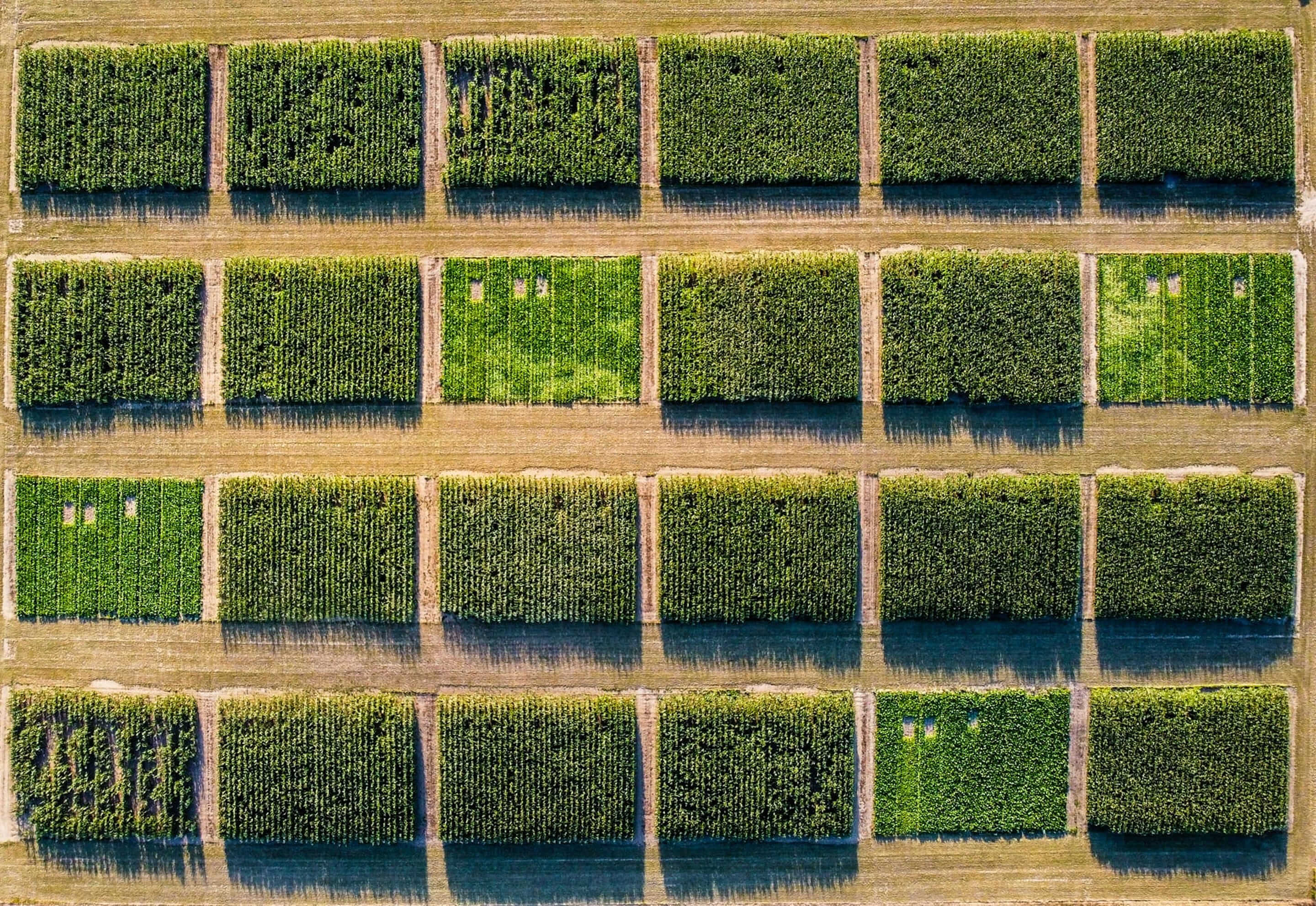Des blocs de plantation vus d'en haut, chacun d'un âge et d'un vert différents