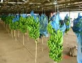 Bananes CDC conditionnées pour l'export