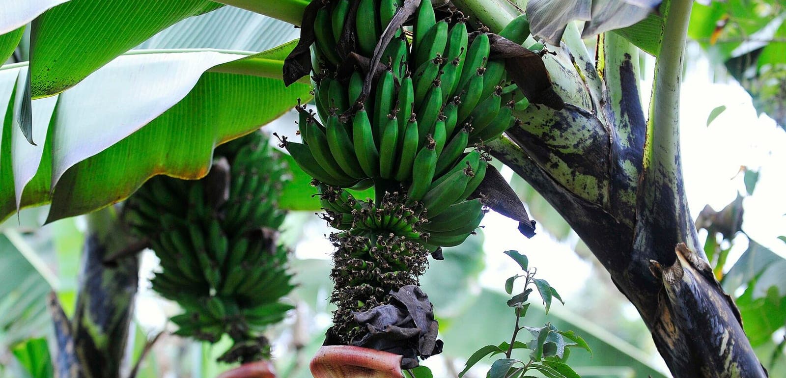 Un régime de bananes vertes suspendu au bananier, au-dessus de son inflorescence