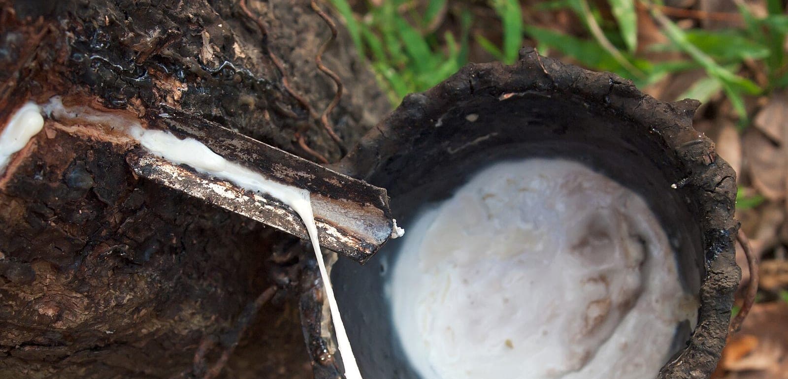 Du latex s'écoulant le long d'une gouttière dans une tasse, sur un hévéa saigné